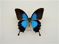 藏品(大琉璃蝶-印尼)的圖片